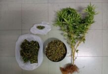 Συνελήφθη άνδρας στο Μεσολόγγι για καλλιέργεια και κατοχή ναρκωτικών
