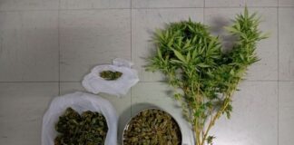 Συνελήφθη άνδρας στο Μεσολόγγι για καλλιέργεια και κατοχή ναρκωτικών