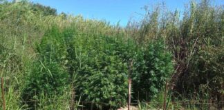Εντοπίστηκε χασισοφυτεία στις Οινιάδες