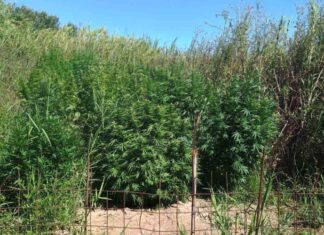 Εντοπίστηκε χασισοφυτεία στις Οινιάδες