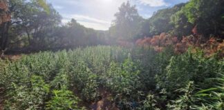 Ευηνοχώρι: Πάνω από 1,2 εκατ. θα έβγαζαν από την χασισοφυτεία με τα 850 δενδρύλλια