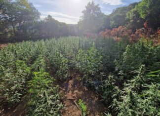 Ευηνοχώρι: Πάνω από 1,2 εκατ. θα έβγαζαν από την χασισοφυτεία με τα 850 δενδρύλλια