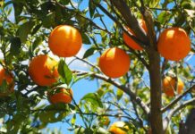 Οι Οινιάδες καλωσορίζουν την άνοιξη με το «1ο Φεστιβάλ Πορτοκαλιού Οινιαδών»