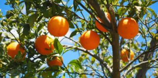 Οι Οινιάδες καλωσορίζουν την άνοιξη με το «1ο Φεστιβάλ Πορτοκαλιού Οινιαδών»