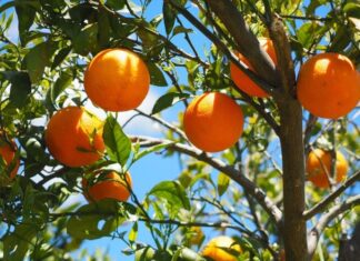 Οινιάδες: Έρχεται το «1ο Φεστιβάλ Πορτοκαλιού»