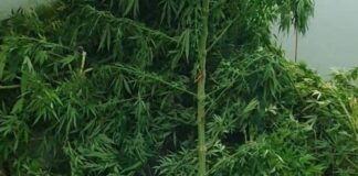 Αγρίνιο: Συνελήφθη με ό,τι υπάρχει σε χασίς από χασισόδεντρα μέχρι χασισέλαιο