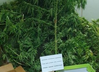 Αγρίνιο: Συνελήφθη με ό,τι υπάρχει σε χασίς από χασισόδεντρα μέχρι χασισέλαιο