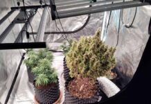 Αγρίνιο: Συνελήφθησαν δύο άνδρες για υδροπονική καλλιέργεια κάνναβης