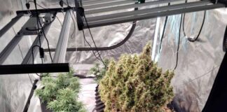 Αγρίνιο: Συνελήφθησαν δύο άνδρες για υδροπονική καλλιέργεια κάνναβης