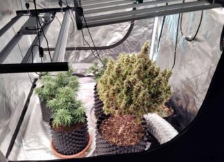 Αγρίνιο: Συνελήφθησαν δύο άνδρες για υδροπονική καλλιέργεια κάνναβης