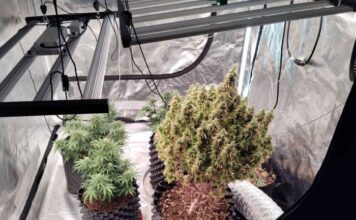 Αγρίνιο: Συνελήφθησαν δύο άνδρες για υδροπονική καλλιέργεια κάνναβης