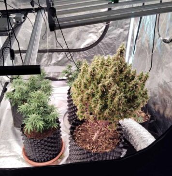 Αγρίνιο: Συνελήφθησαν δύο άνδρες για υδροπονική καλλιέργεια κάνναβης