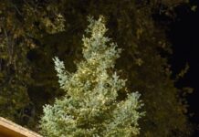 Άναψε το Χριστουγεννιάτικο δέντρο στη Ναύπακτο