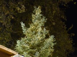 Άναψε το Χριστουγεννιάτικο δέντρο στη Ναύπακτο