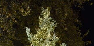 Άναψε το Χριστουγεννιάτικο δέντρο στη Ναύπακτο