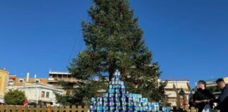 Κάθε χρόνο και ψηλότερο το «Γαλόδεντρο» στο Μεσολόγγι