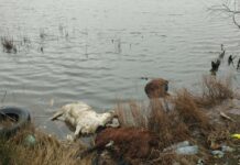 Μηνυτήρια αναφορά από την Κτηνιατρική για τα νεκρά πρόβατα στη λιμνοθάλασσα Αιτωλικού