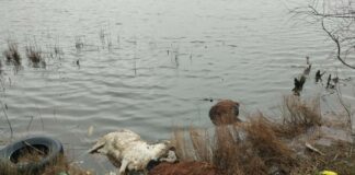 Μηνυτήρια αναφορά από την Κτηνιατρική για τα νεκρά πρόβατα στη λιμνοθάλασσα Αιτωλικού