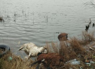 Μηνυτήρια αναφορά από την Κτηνιατρική για τα νεκρά πρόβατα στη λιμνοθάλασσα Αιτωλικού