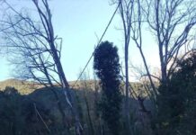 Ερώτηση Σταρακά για τους κινδύνους στην ασφάλεια από τα «άρρωστα» πλατάνια στο επαρχιακό οδικό δίκτυο