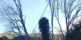 Ερώτηση Σταρακά για τους κινδύνους στην ασφάλεια από τα «άρρωστα» πλατάνια στο επαρχιακό οδικό δίκτυο