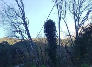 Ερώτηση Σταρακά για τους κινδύνους στην ασφάλεια από τα «άρρωστα» πλατάνια στο επαρχιακό οδικό δίκτυο