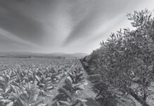 «Ελαίας & καπνού εγκώμιον»: Εικαστική έκθεση στη Δημοτική Πινακοθήκη Αγρινίου