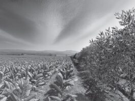 «Ελαίας & καπνού εγκώμιον»: Εικαστική έκθεση στη Δημοτική Πινακοθήκη Αγρινίου