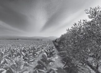 «Ελαίας & καπνού εγκώμιον»: Εικαστική έκθεση στη Δημοτική Πινακοθήκη Αγρινίου