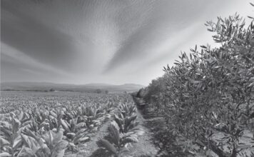 «Ελαίας & καπνού εγκώμιον»: Εικαστική έκθεση στη Δημοτική Πινακοθήκη Αγρινίου