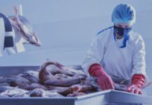 Άνοδος των εξαγωγών ψαριών ελληνικής ιχθυοκαλλιέργειας το 2025