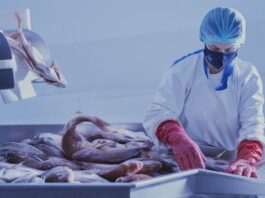 Άνοδος των εξαγωγών ψαριών ελληνικής ιχθυοκαλλιέργειας το 2025