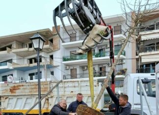 Σε εξέλιξη η δεύτερη φάση φυτεύσεων στο παραλιακό μέτωπο της Ναυπάκτου