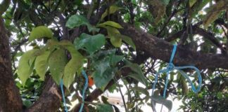 Συνεχίζεται το πρόγραμμα βιολογικής καταπολέμησης του μαύρου ακανθώδη αλευρώδη στην Αιτωλοακαρνανία