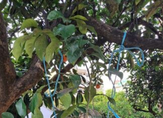 Συνεχίζεται το πρόγραμμα βιολογικής καταπολέμησης του μαύρου ακανθώδη αλευρώδη στην Αιτωλοακαρνανία