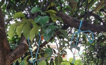 Συνεχίζεται το πρόγραμμα βιολογικής καταπολέμησης του μαύρου ακανθώδη αλευρώδη στην Αιτωλοακαρνανία