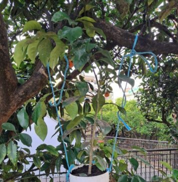 Συνεχίζεται το πρόγραμμα βιολογικής καταπολέμησης του μαύρου ακανθώδη αλευρώδη στην Αιτωλοακαρνανία