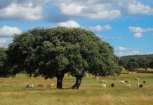 Βελανιδόδασος Ξηρομέρου: Ένας απέραντος θησαυρός της Φύσης που οφείλουμε να προστατέψουμε