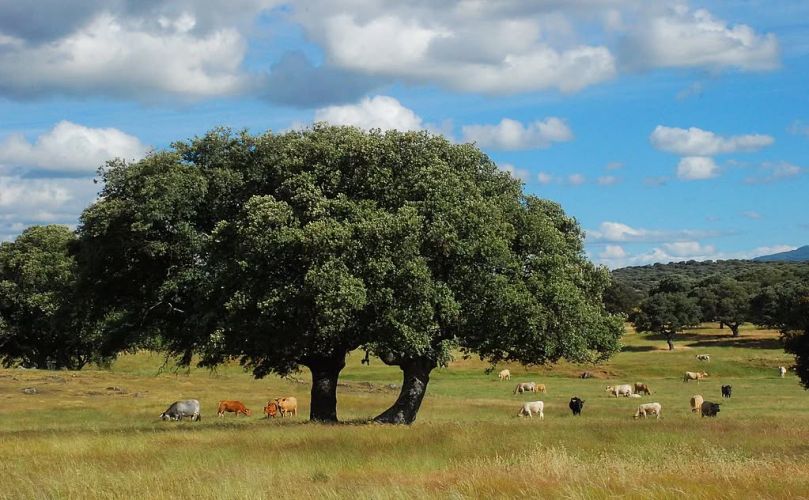 velanidodaso
