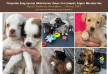 Με επιτυχία η Ημέρα Υιοθεσίας αδέσποτων κουταβιών στη Ναύπακτο