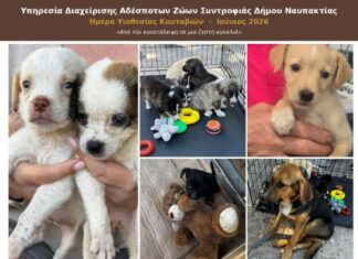Με επιτυχία η Ημέρα Υιοθεσίας αδέσποτων κουταβιών στη Ναύπακτο