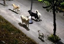 Τι λέει η Φιλοζωική για τις αγέλες σκύλων: «Ο Δήμος Αγρινίου να κάνει λίγο κράτει στις εξαγγελίες»