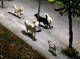 Τι λέει η Φιλοζωική για τις αγέλες σκύλων: «Ο Δήμος Αγρινίου να κάνει λίγο κράτει στις εξαγγελίες»