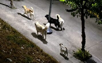 Τι λέει η Φιλοζωική για τις αγέλες σκύλων: «Ο Δήμος Αγρινίου να κάνει λίγο κράτει στις εξαγγελίες»