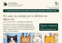 Συνεχίζεται η οργανωμένη φροντίδα για τις αδέσποτες γάτες στο Δήμο Ναυπακτίας