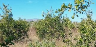 Μεσολόγγι: Συνελήφθη με δενδρύλλια χασίς στο σπίτι και στο χωράφι του