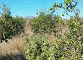 Μεσολόγγι: Συνελήφθη με δενδρύλλια χασίς στο σπίτι και στο χωράφι του