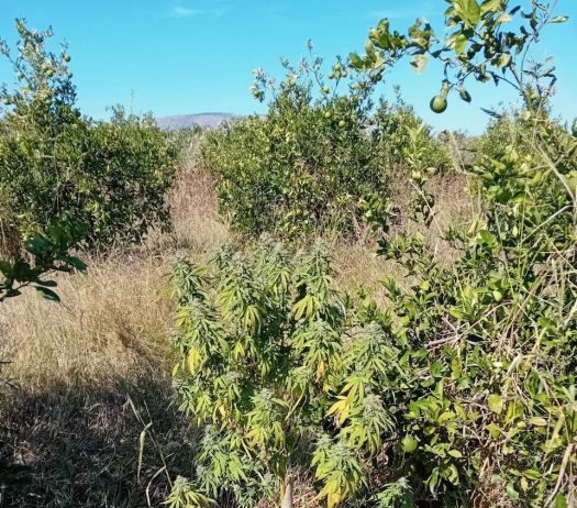 Μεσολόγγι: Συνελήφθη με δενδρύλλια χασίς στο σπίτι και στο χωράφι του